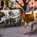 USA TX FortWorth 2019MAY22 011 : - DATE, - PLACES, - TRIPS, 10's, 2019, 2019 - Taco's & Toucan's, Americas, DFW, Day, Fort Worth, May, Month, North America, Stockyards, Texas, USA, Wednesday, Year